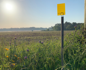 Pole with yellow sticky card at top, which is a silverleaf whitefly trap. The pole is situated in a field full of wildflowers.